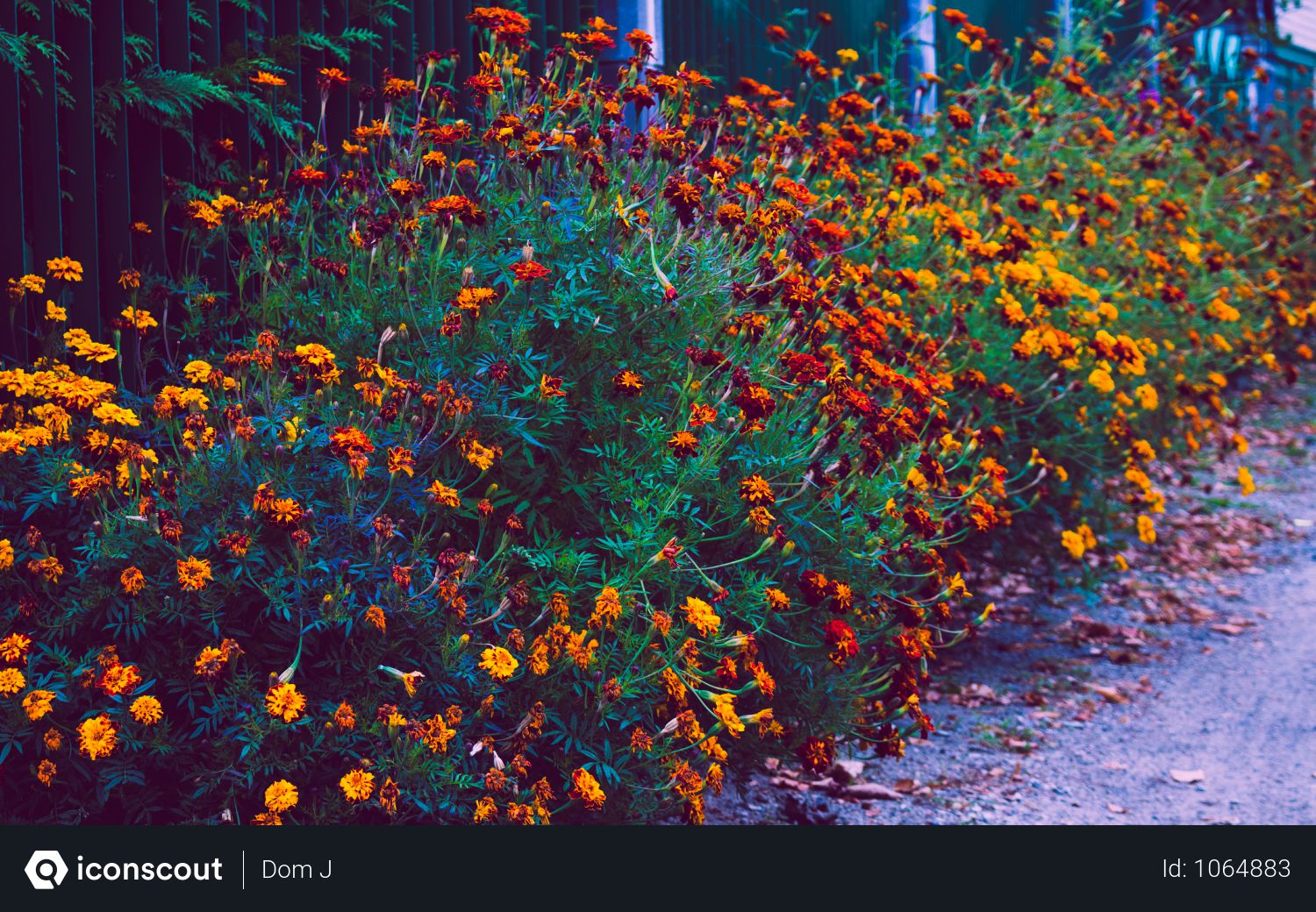 Free Beautiful Flowers In Garden Photo Download In Png Jpg