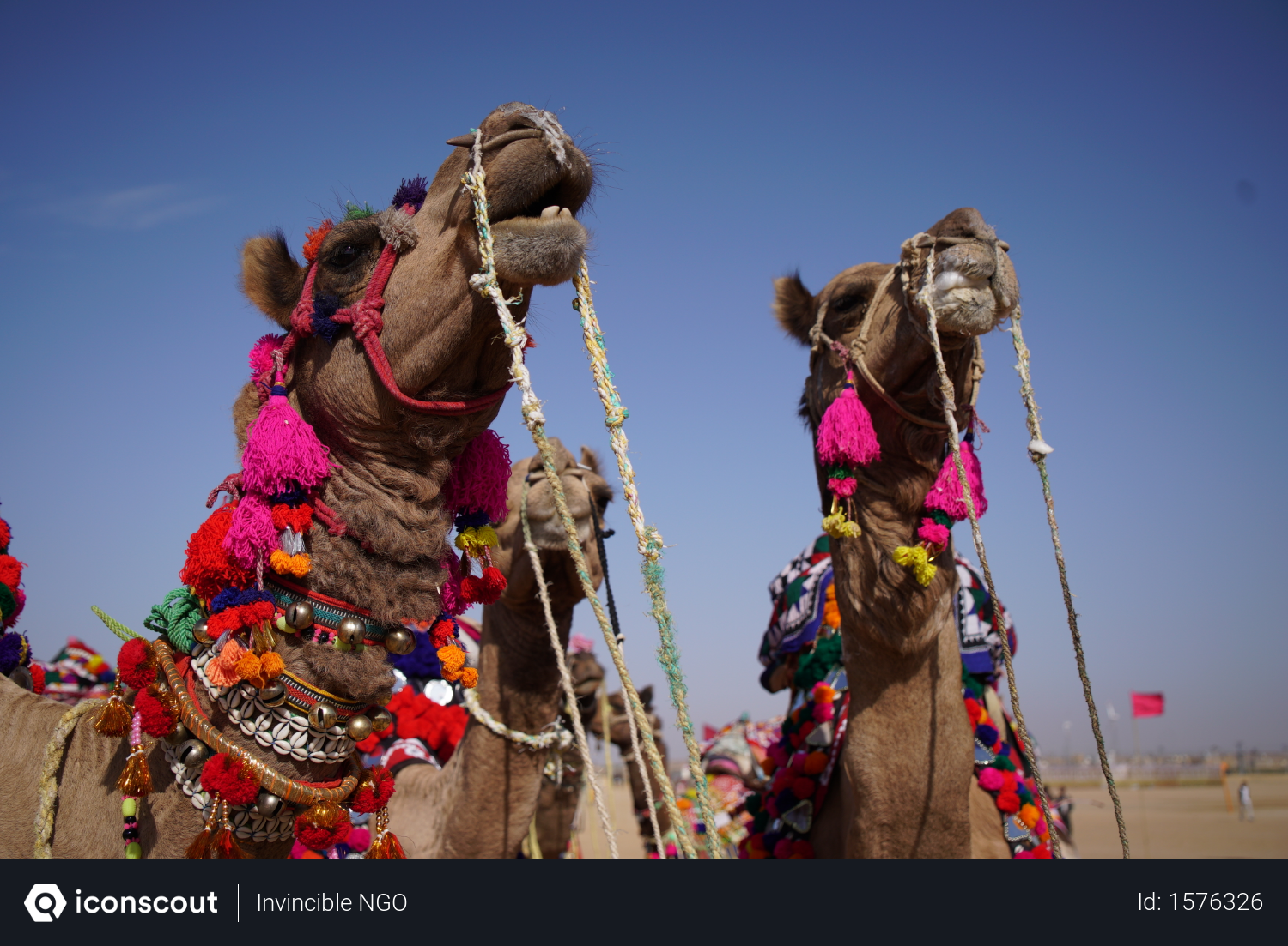 Free Close Up Of Decorated Camels In Camel Fair In Rajasthan Photo