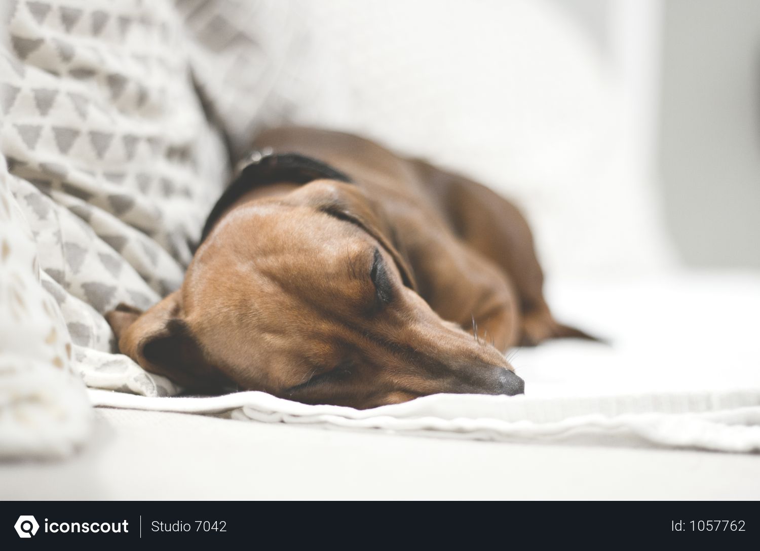 Free Dachshund Dog Sleeping On Couch Photo Download In Png