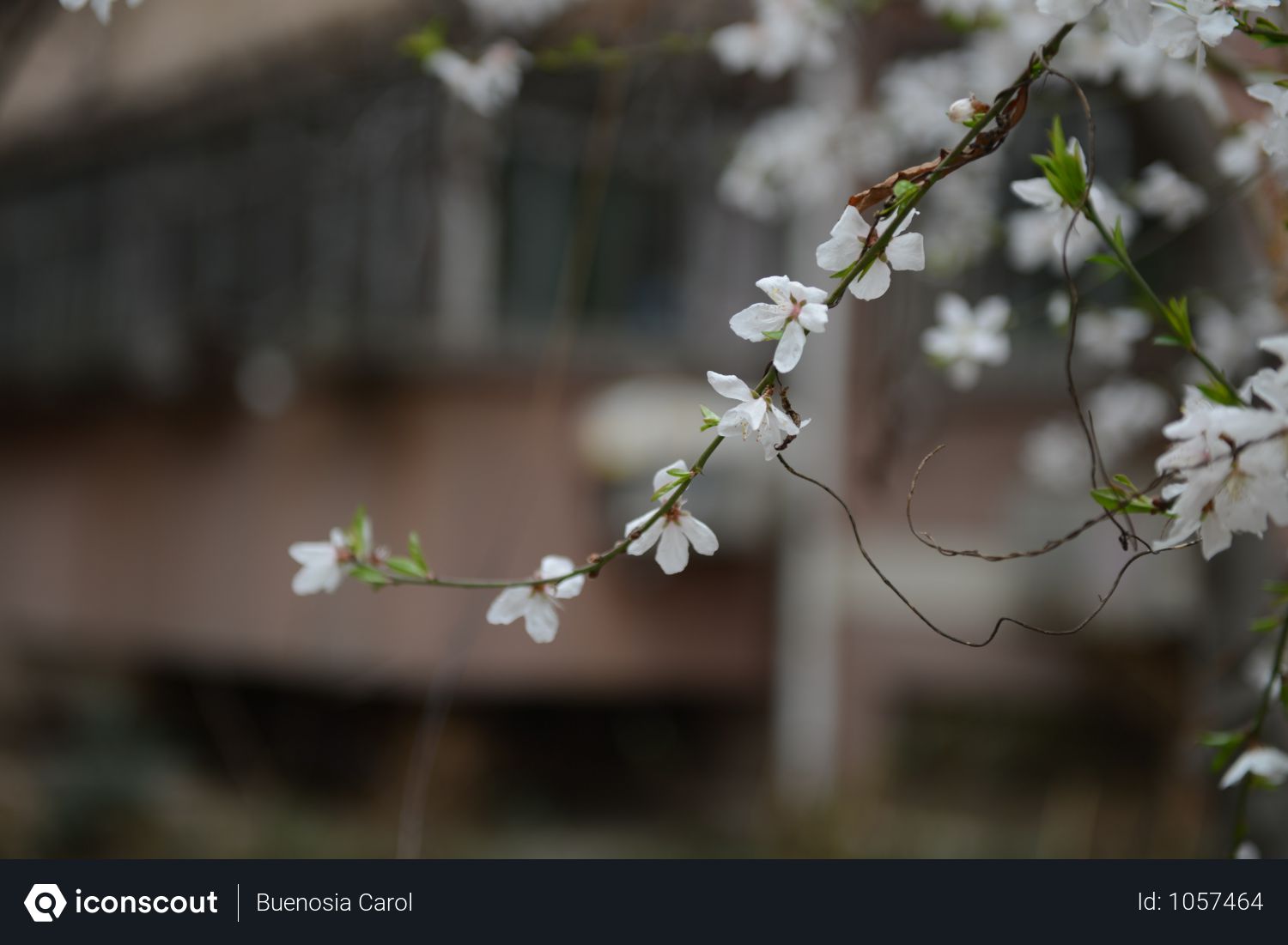 free shallow focus photography