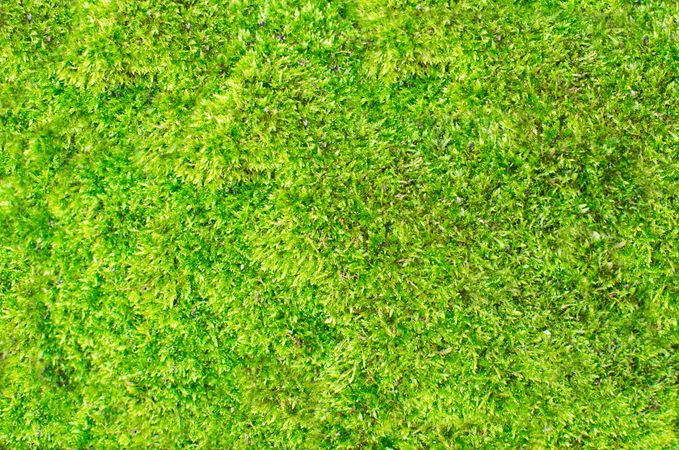 Abstract Of Football Ground Photo