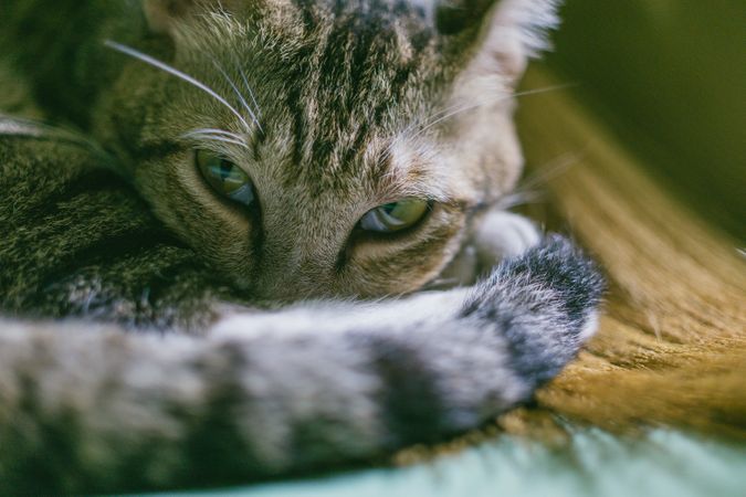 Adorable Cat Sleeping Photo
