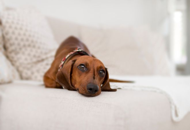 Adult Brown Dachshund On Sofa Photo