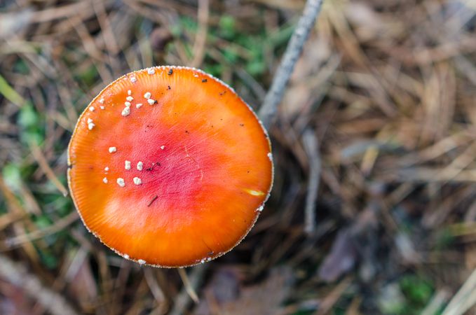 Amanita Muscaria In Garden Photo