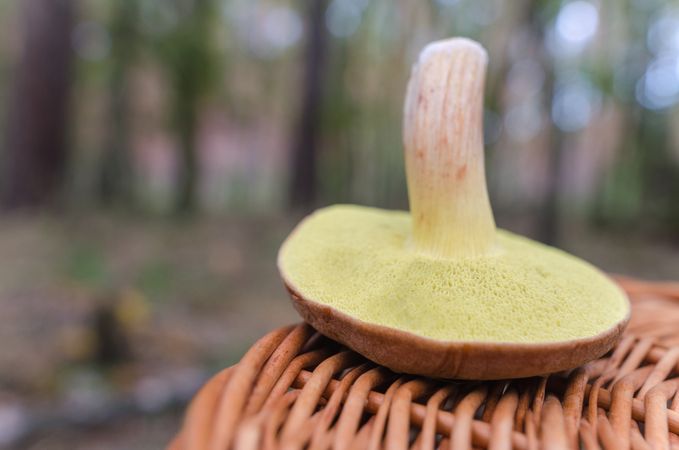 Amanita Muscaria On Basket Photo