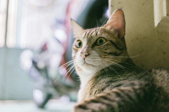Angry Cat Watching Near Door Photo