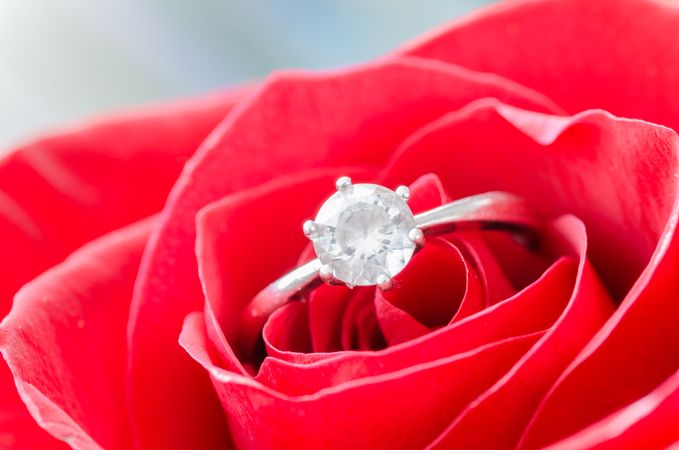 Anniversary Ring On Rose Photo