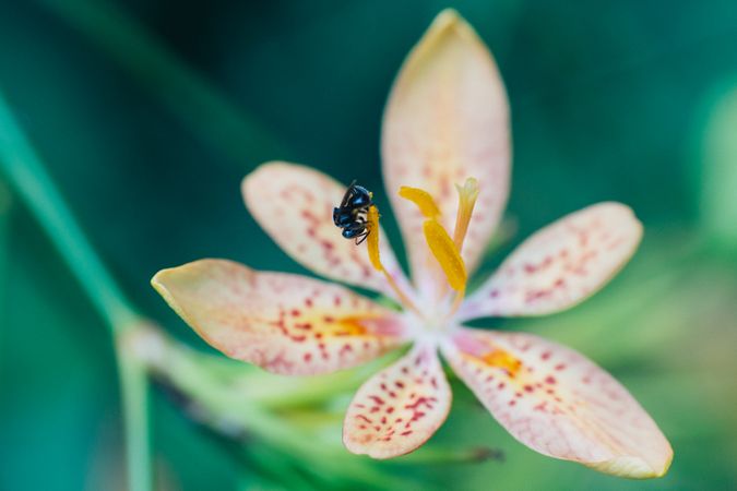 Ant On Yellow And White Petal Flower Photo
