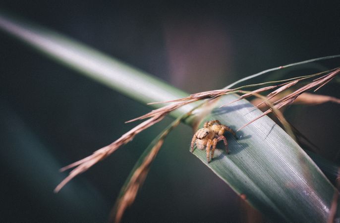 Arachnid On Green Leaves Photo