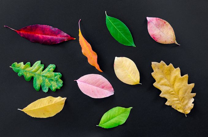 Assorted Types Of Leaves On Black Surface Photo