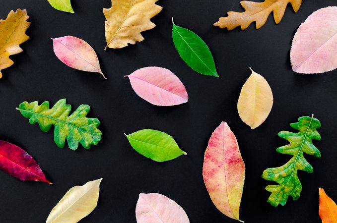 Autumn Leaves On Black Table Photo