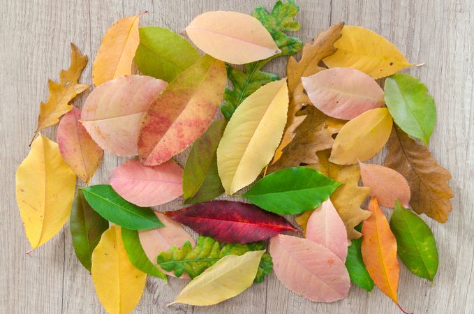 Autumn Leaves On Wooden Table Photo