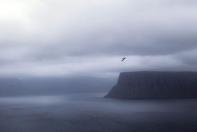 Avian Bird Fly Near Beach Photo