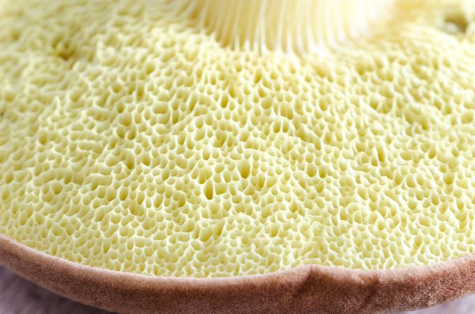 Back Side Of Amanita Photo