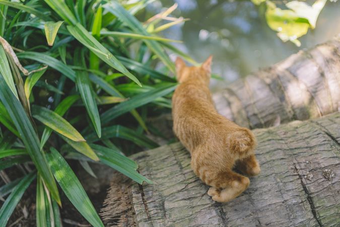 Back Side View Of Cat In Garden Photo