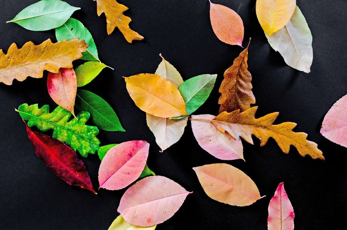 Beautiful Autumn Leaves On Black Background Photo
