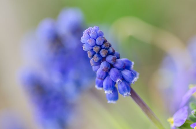 Beautiful Blooming Muscari Photo