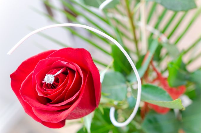 Beautiful Diamond Ring On Red Rose Photo