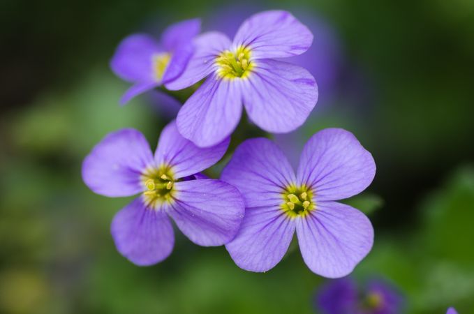 Beautiful Purple Petals Flowers In Garden Photo