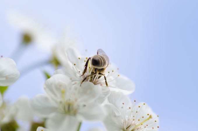 Bee On Flora Flowers Photo