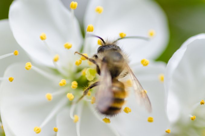 Bee On Flower Photo
