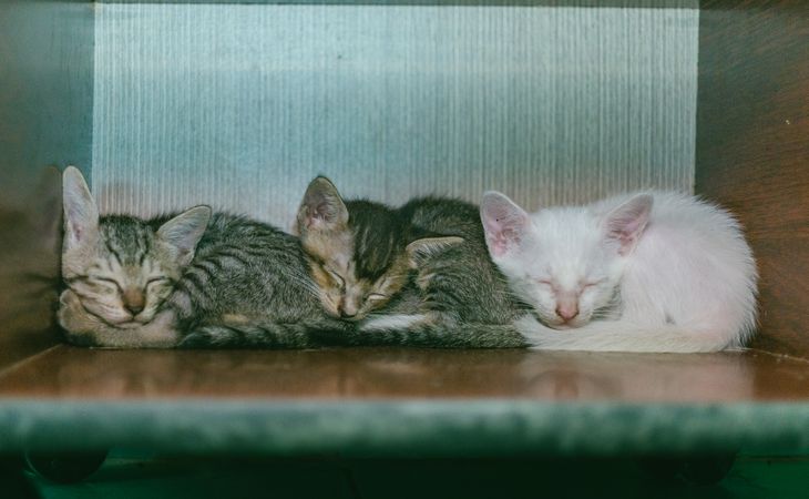 Beside Wall Three Little Kitten Sleeping In Rows Photo