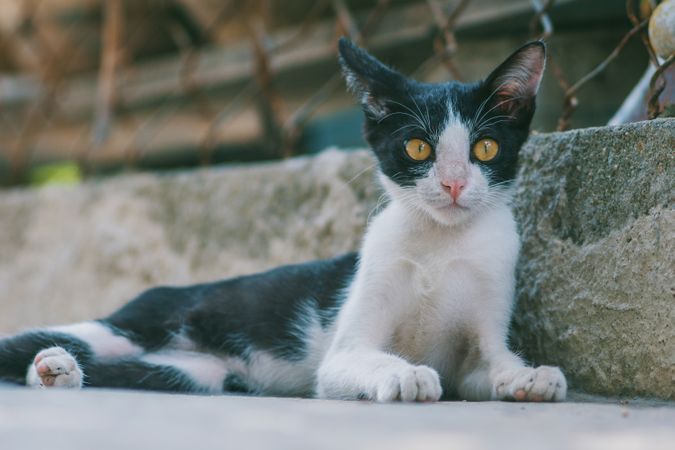Black And White Cat With Yellow Eyes Posing In Garden Photo