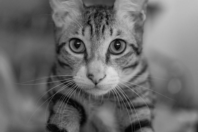 Black And White Photo Of Cat Portrait Photo