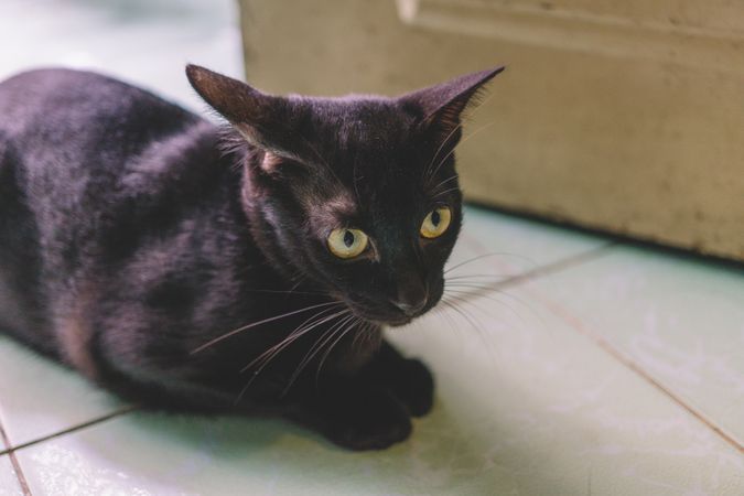 Black Cat Near Door Photo