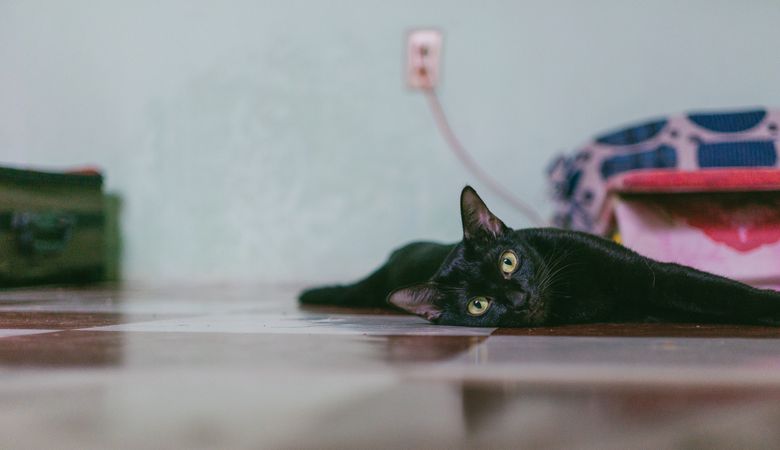 Black Cat With Yellow Eye Laying On Floor Photo
