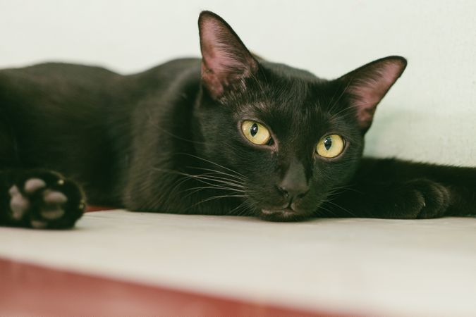 Black Cat With Yellow Eyes Photo