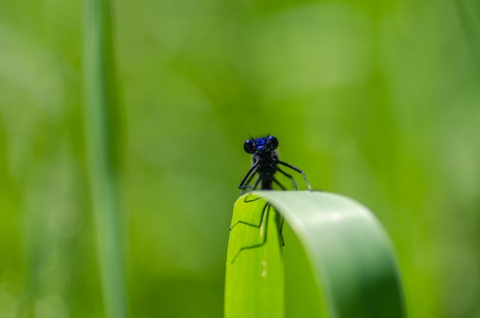 Blue Damselfly On Green Leaves Photo