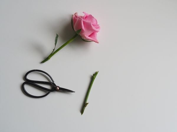 Blush Pink Rose Cut By Black Scissor Photo