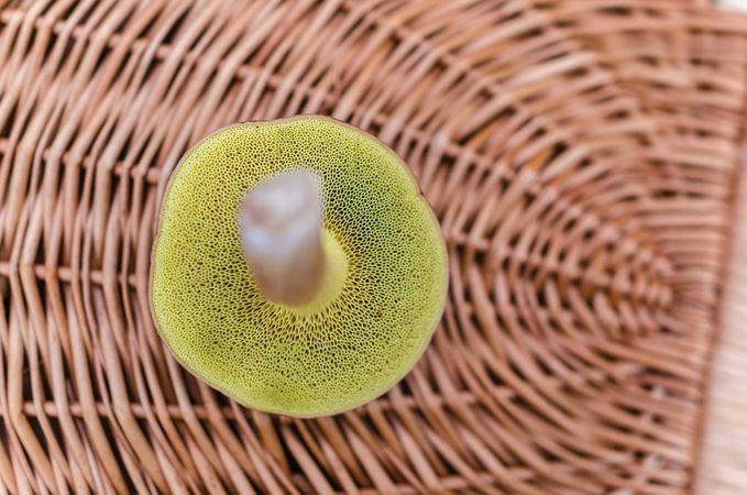 Boletus Basket Photo