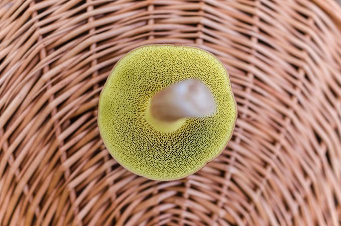 Boletus In Basket Photo