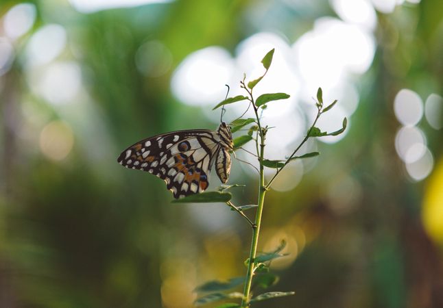 Brown Black White Butterfly On A Green Leaf Plant Close Up Photography Photo