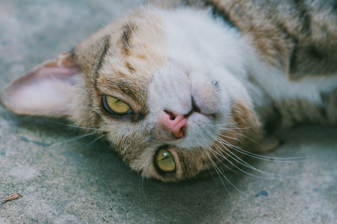 Brown Cat With Yellow Eyes Laying Road Photo