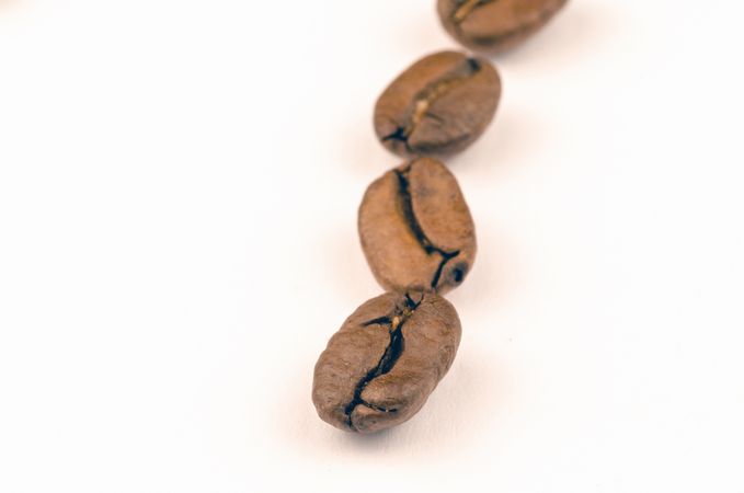 Brown Coffee Beans In Row Photo