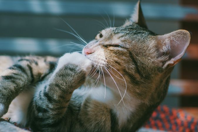 Brown Tabby Cat Photo