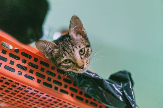 Brown Tabby Cat Lying On Plastic Rack Photo