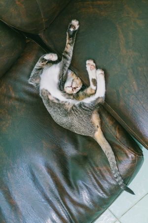Brown Tabby Cat Lying On Sofa Photo