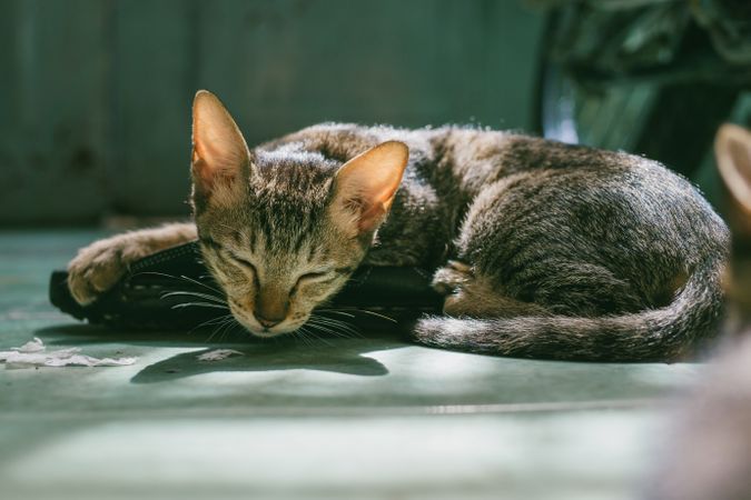 Brown Tabby Cat Sleeping Photo