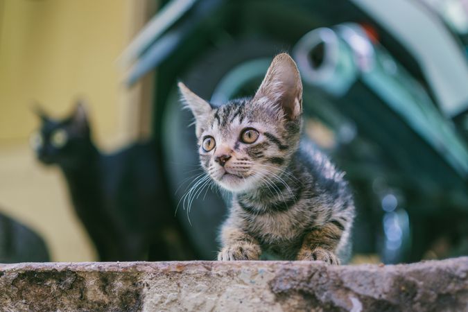 Brown Tabby Kitten With Motorcycle Background Photo