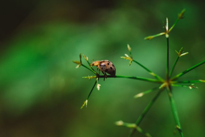 Bug On Green Plant Photo
