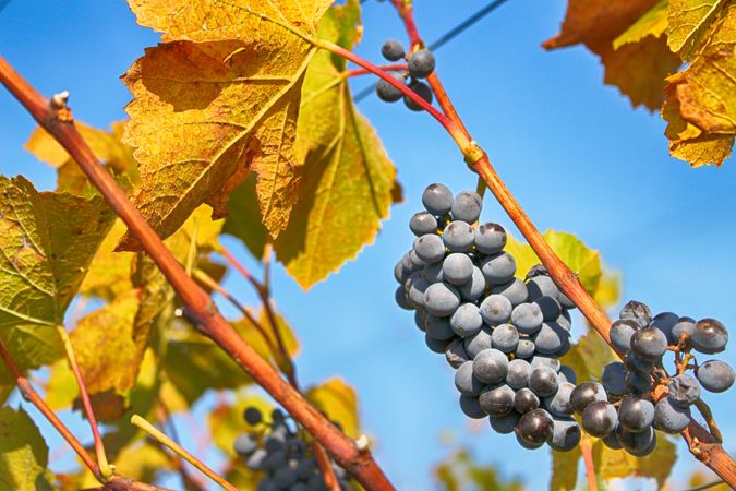 Bunch Of Grapes On Tree In Autumn Photo