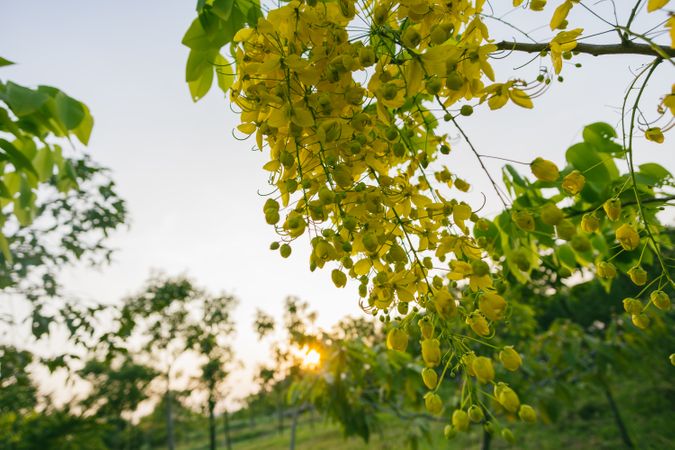 Bunch Of Yellow Flowers Photo