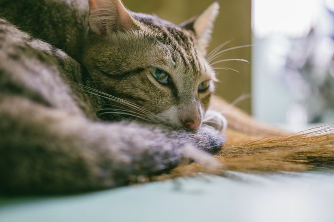 Cat In Sleepy Mood Photo