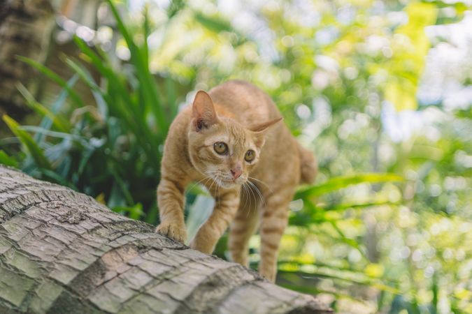 Cat Is Trying To Hunt Something In Garden Area Photo