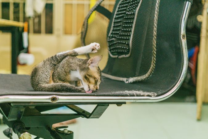 Cat Licking Chair Photo