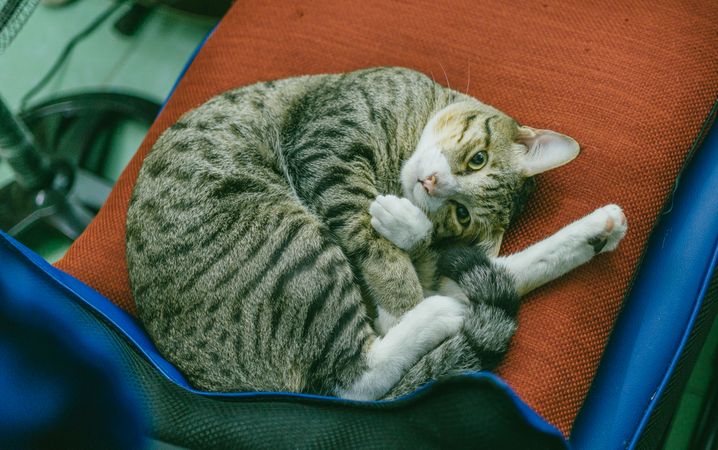 Cat On Orange Pillow Photo